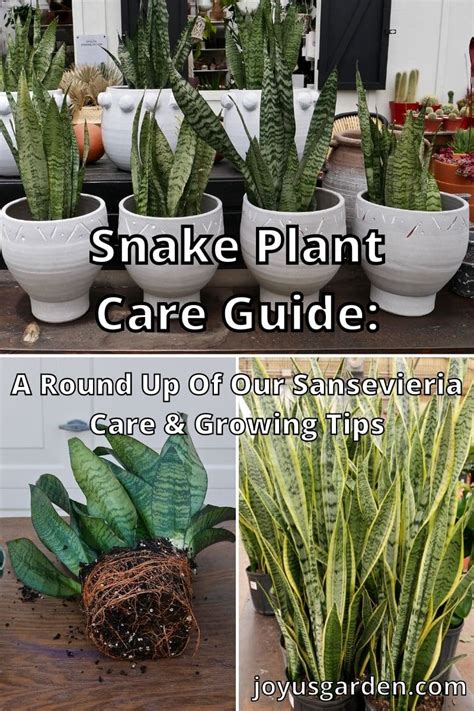 snake plant indoor care instructions